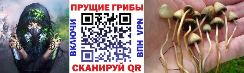 Псилоцибиновые грибы Psilocybine cubensis  Кемь 